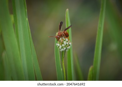 Wasp On Swamp Plants In Southeast Florida