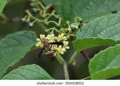 Wasp On Swamp Plants In Southeast Florida