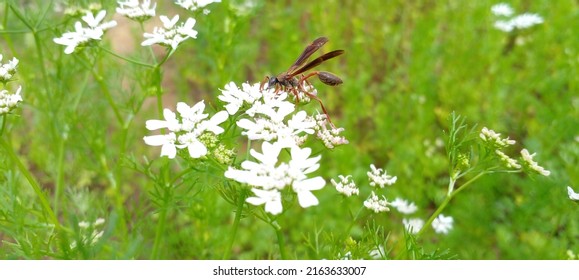 Wasp On Top Of A Coriander Flower