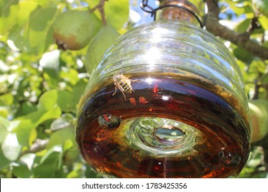 A Wasp On A Wasp Trap