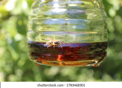 A Wasp On A Wasp Trap