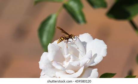 A Wasp On A White Rose, Winter Park, Orlando, Florida