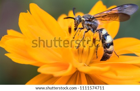 Wasp, Pollen, Flower, Yellow