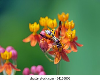 A Wasp Pollinating On A Milk Weed