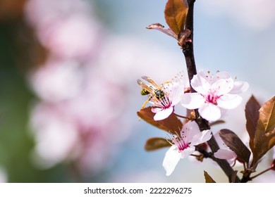 
A Wasp Pollinating Pink Flowers