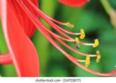 Wasp Pollinating Red Flower Pistils