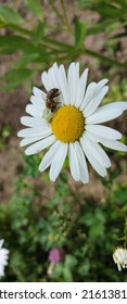 A Wasp Pollinating A White Chamomile Flower
