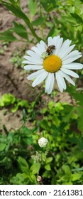 A Wasp Pollinating A White Chamomile Flower
