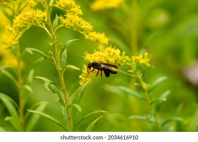 Wasp Pollinating Yellow Flowers At A Pond 