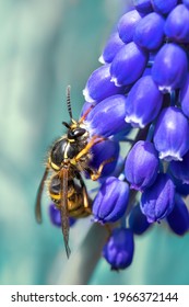 Wasp Queen On A Spring Flower	