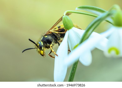 Wasp Queen On A White Flower