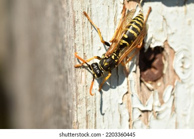 Wasp Queen Sits On The Wall In Autumn.