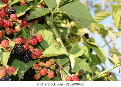 Wasp In Rasberry Bush. Wasp Enjoys Summer And Rasberry Fruits.