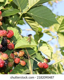 Wasp In Rasberry Bush. Wasp Enjoys Summer And Rasberry Fruits.