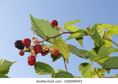 Wasp In Rasberry Bush. Wasp Enjoys Summer And Rasberry Fruits.