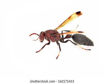 Wasp Sceliphron Destillatorium Isolated On White Stock Photo 162171413 ...