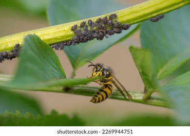 a wasp sits on a leaf and nibbles honeydew from aphids - Powered by Shutterstock