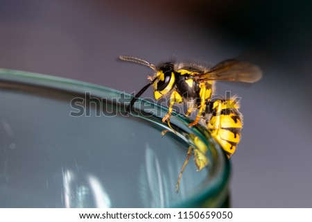 Wasp sitting on a glass  - danger of swallowing a wasp in the summer