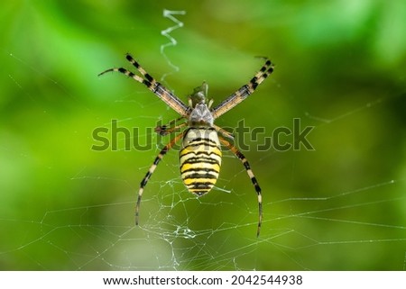 Wasp spider (Argiope bruennichi) on web with prey. Black and yellow stripe Argiope bruennichi wasp spider on web