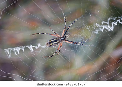 Wasp spider (Argiope bruennichi), a spider sits on a round web