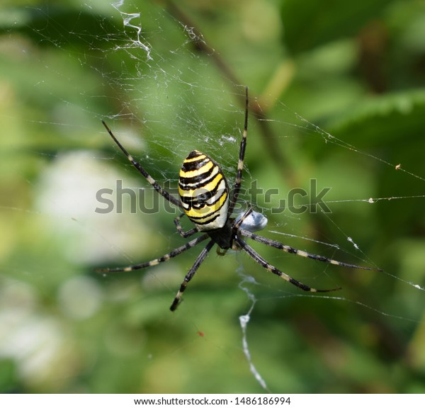 Wasp Spider Argiope Bruennichi Yellow Black Stock Photo Edit Now
