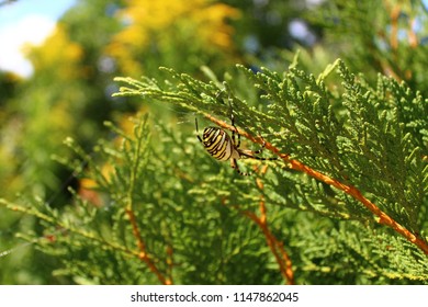 Wasp Spider In The Garden