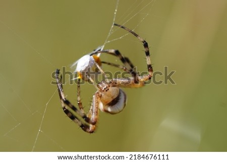 wasp spider with a ladybug