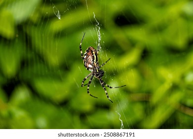  A Wasp Spider in the net