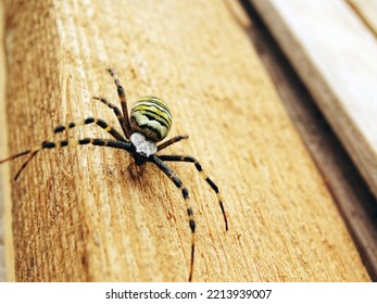 Wasp Spider On A Board