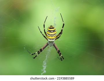 The wasp spider on the net, Argiope bruennichi