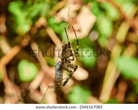 Wasp Spider with a prey. Argiope bruennichi