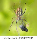 Wasp spider with prey, female, web, Argiope bruennichi