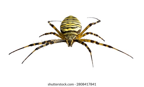 Wasp spider with yellow and black striped abdomen and long hairy legs