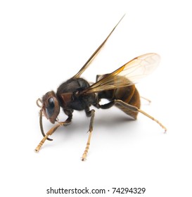 Wasp Stop On White Background Stock Photo 74294329 | Shutterstock