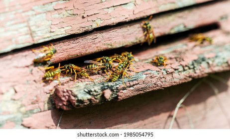 Wasp Swarm In An Old Bee Hive.