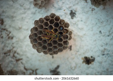 Wasp swarm on their paper nest