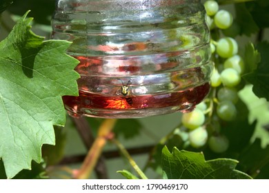 A Wasp In A Wasp Trap