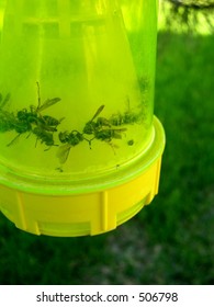 Wasp Trap