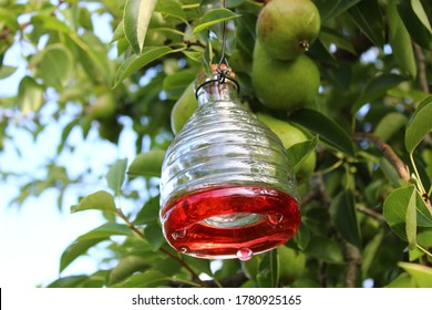 Wasp Trap On A Pear Tree