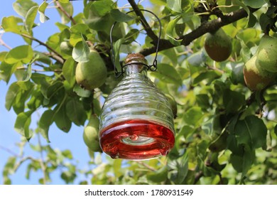 Wasp Trap On A Pear Tree