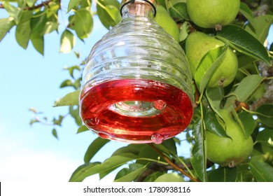 Wasp Trap On A Pear Tree