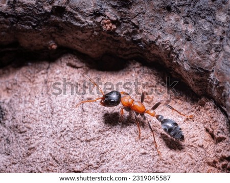 The wasp is a type of ant that is dangerous and poisonous. Some people when bitten or stung may be fatal if there is a severe allergic reaction to the poison.