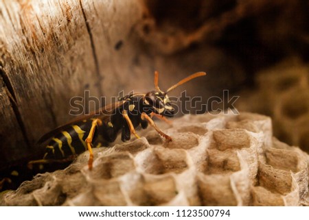 Wasp in a vespiary