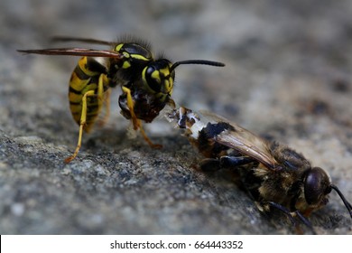 Wasp Vs. Bee