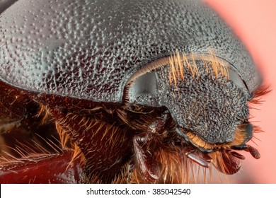 Wasp in white background
