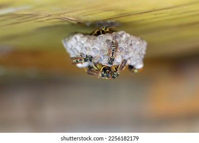 wasps build a nest on a wooden roof - Shutterstock ID 2256182179