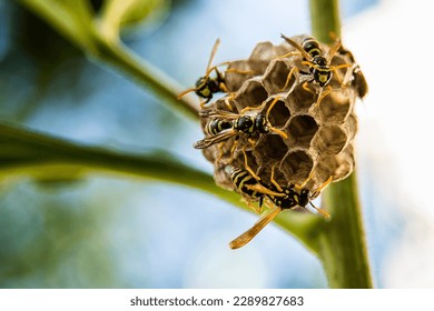 Wasps building a nest on a plant. Macro photography with blurred background
