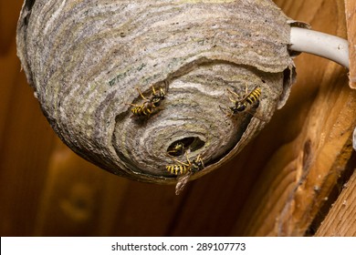 Wasps Are Building Their Nest