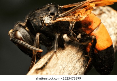 Wasps cannot fly because their wings are damaged