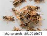 Wasps circle outside their nest